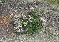 Lavender Early Bird Crape Myrtle / Lagerstroemia indica 